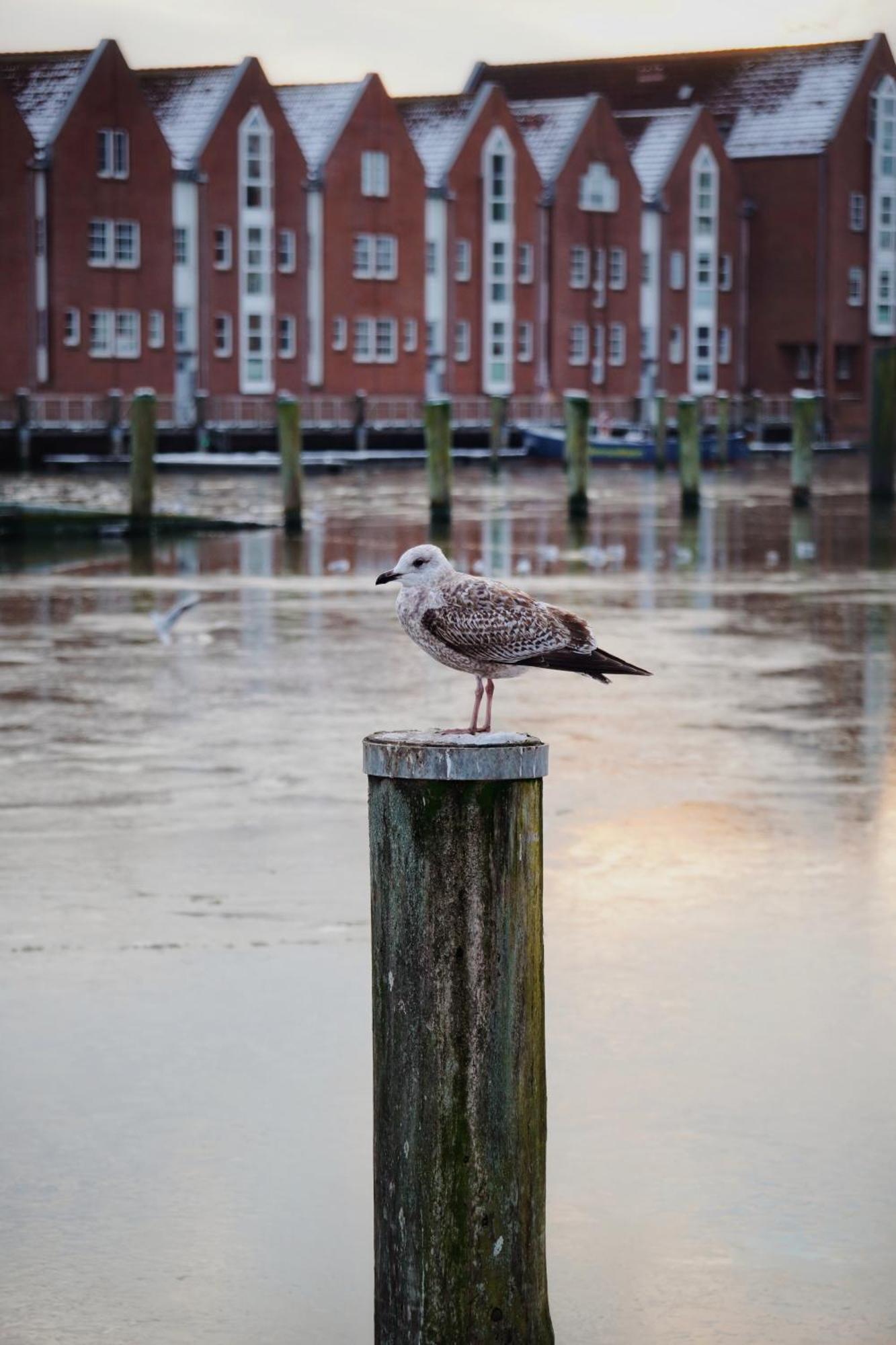 Ferienhus #2 Nordfriesland Lägenhet Mildstedt Exteriör bild